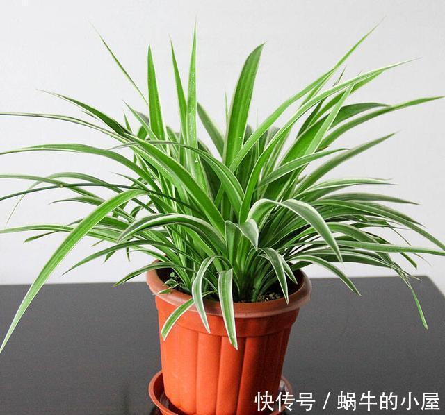 6种人养花真不适合,买了花也活不久,浪费钱