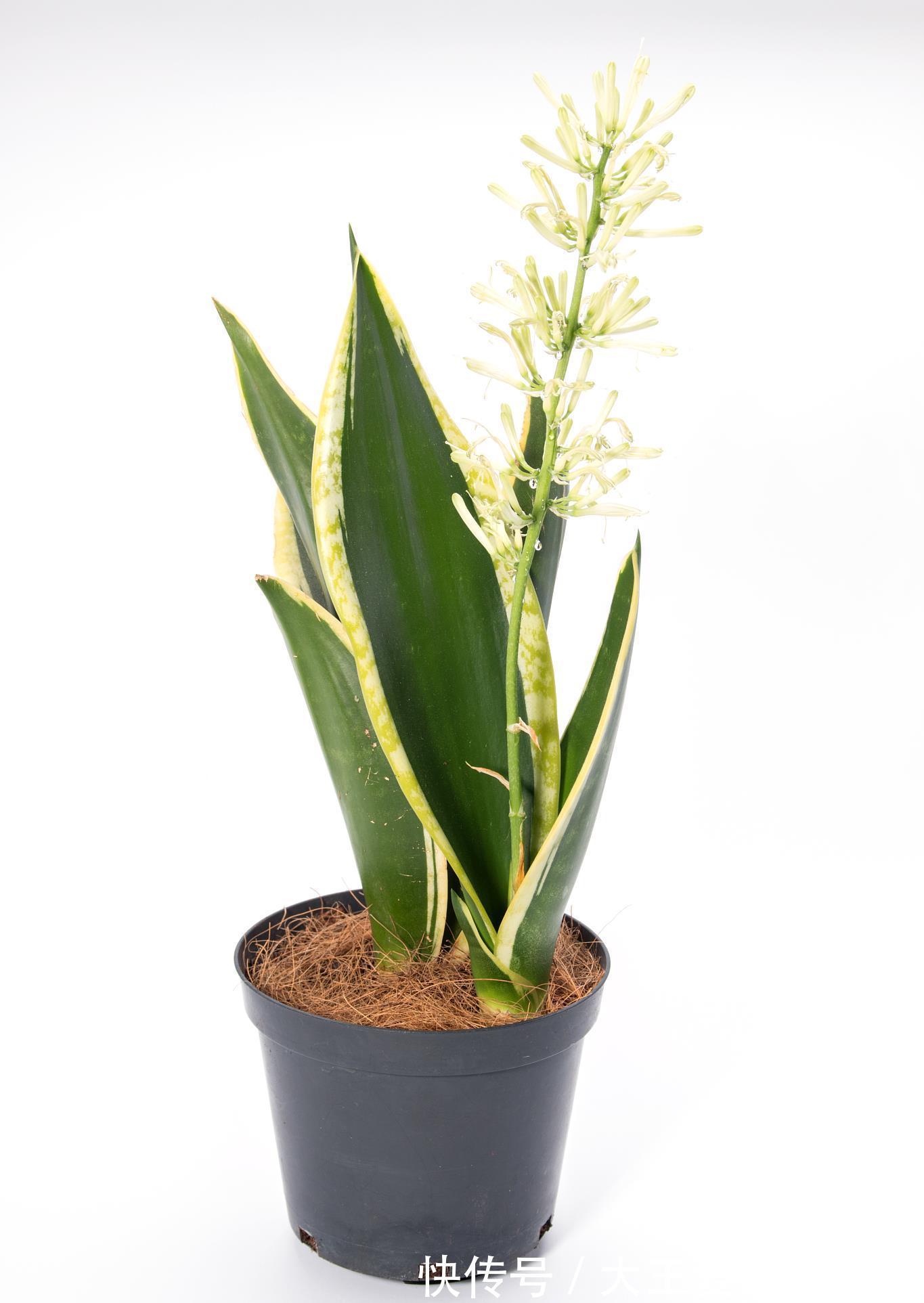 根系|四种花喜干不喜湿，什么时候也不能浇水太频繁，要学会懒养