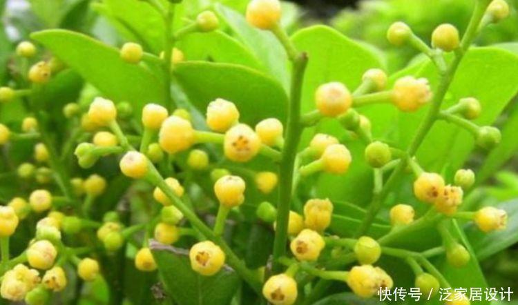 4种花美的出奇,迷人的花朵,开满整个花盆,快养起来吧!