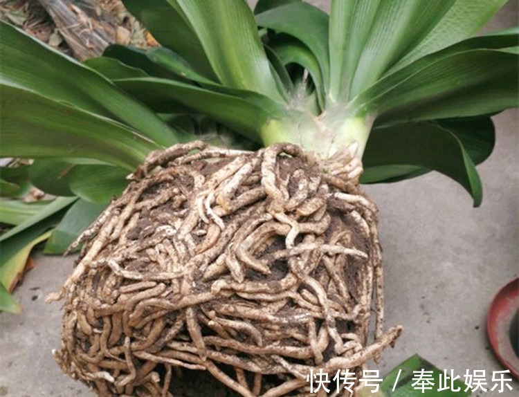 君子兰长得好不好，不在于开不开花，而在于这三个地方