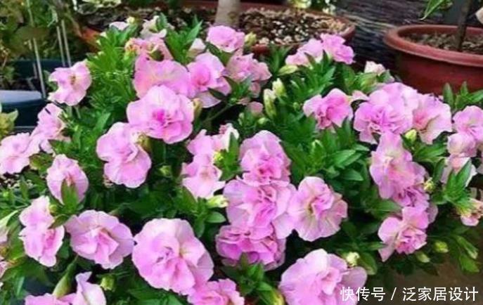 4种花，堪称花界“劳模”，花期长，开花勤，养家里，四季有花赏