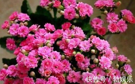 淘米水|淘米水浇花有讲究,方法不对变“毒药”,浇一盆死一盆!