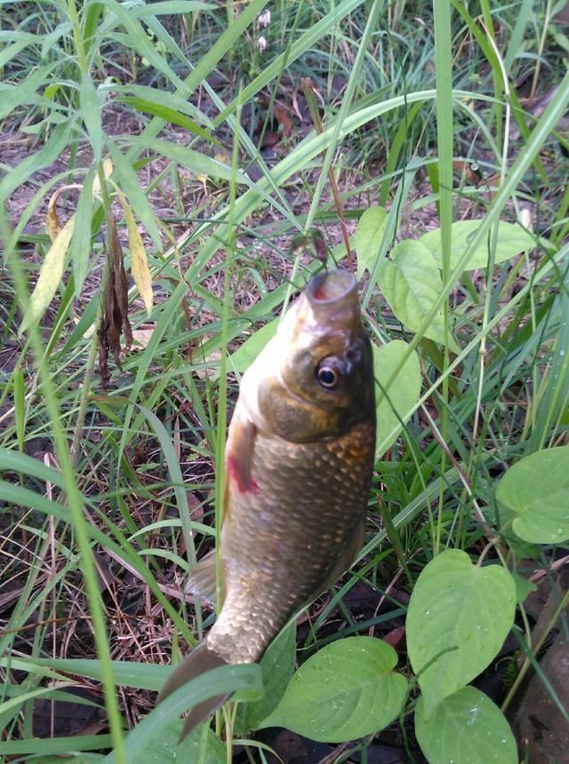 浮漂|野钓小技巧浮漂做一个小改动,惊鱼几率大降