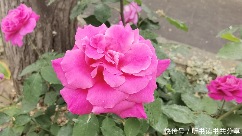 花花世界|紫色月季花在北京的花花世界中最显高贵