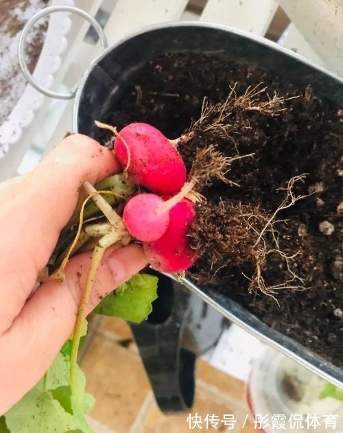 5种“蔬菜”不怕冷,阳台种一盆,0度冻不死,吃一茬冒一茬