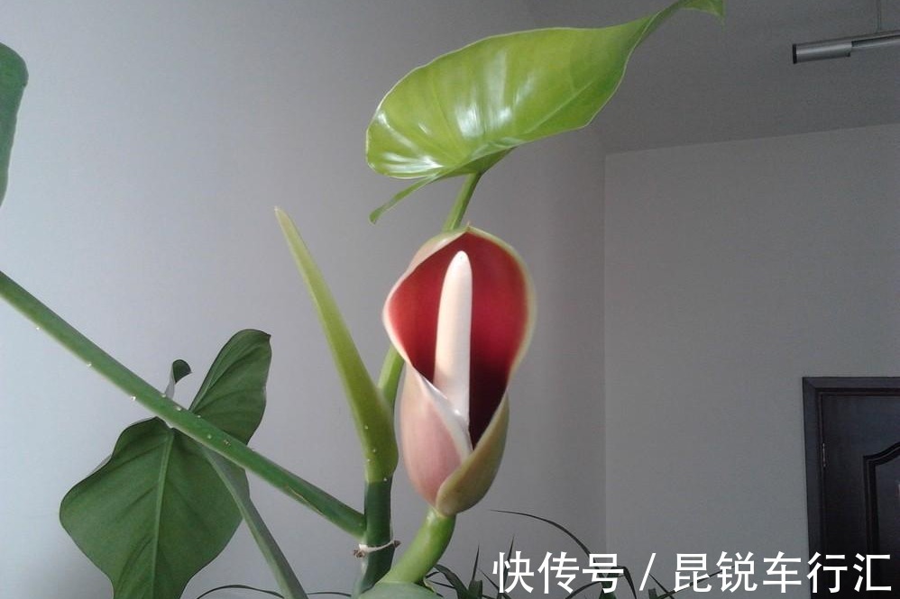 绿萝开花吗?真的有人看到过,有图片为证!并不是谣言