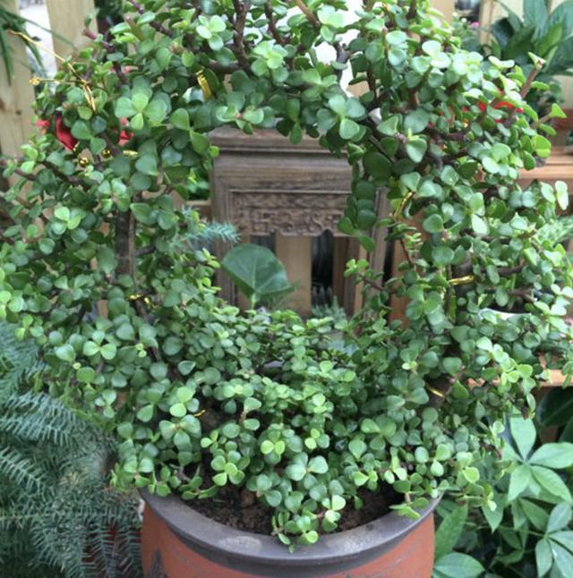 夏季养不好绿萝，不如养“2种树”，平时只浇水，长成盆景，美！