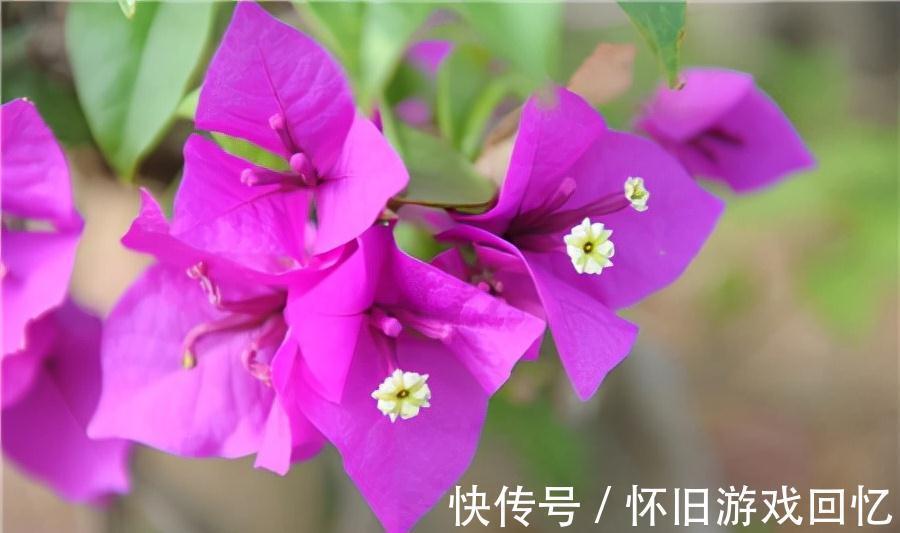 详细讲解三角梅越冬问题,提早做好防护措施,减少冻伤的情况发生