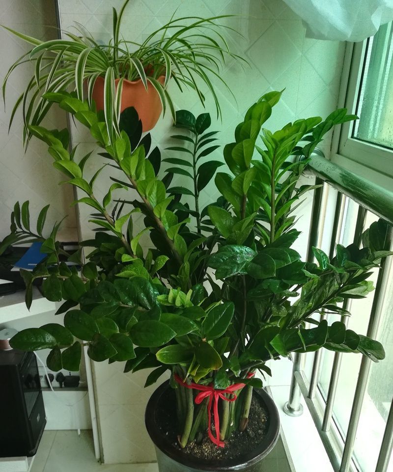 养花试试这几款,油绿色的观叶植物容易种植