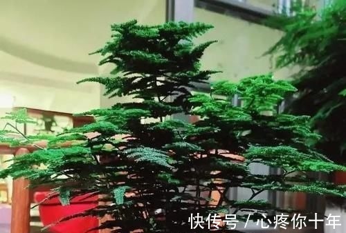 叶子|文竹叶片发黄,从这4点改善,叶子碧绿,气质更好!