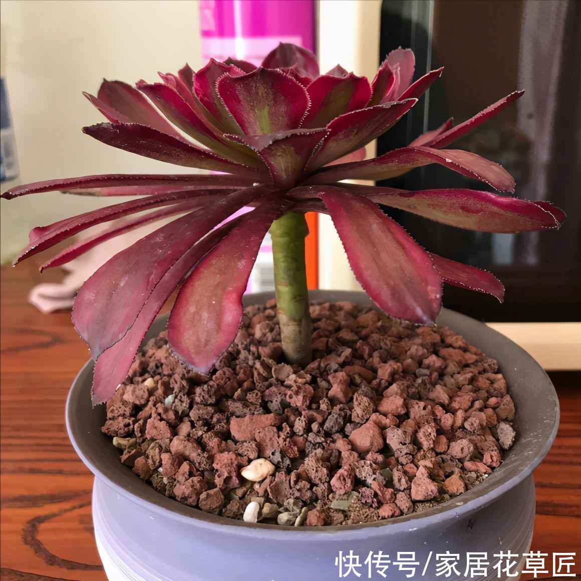 金钱树|夏天到了，8种花要及时控水，越热越不能浇水，一浇就出问题