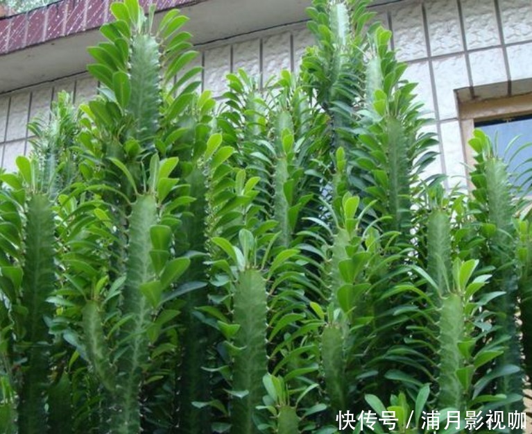 阳台上|懂花人都养“3种花”,长势喜人,旺宅旺事业,打理简单,寓意好