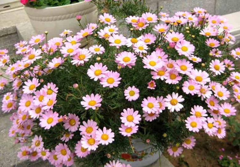 休眠|6种漂亮花,就怕下雨天,淋雨就发黄,雨天快搬屋里去