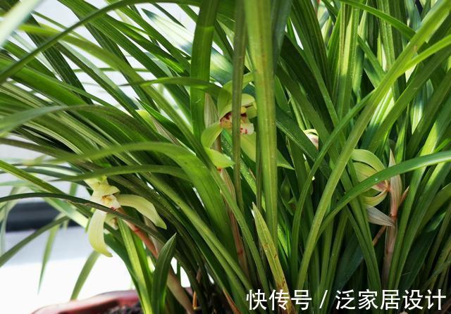 松针腐殖土|秋分到，正好配制兰花植料，松针土这样准备，明年就能养好兰花了