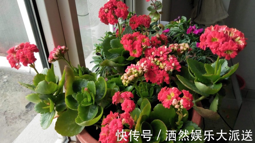 养长寿花,掌握住这4个技巧,才会花开艳丽又数量巨多