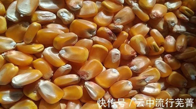 窝料配方来啦!渔具店老板酒后吐露,钓鱼很好用的葡萄酒玉米!