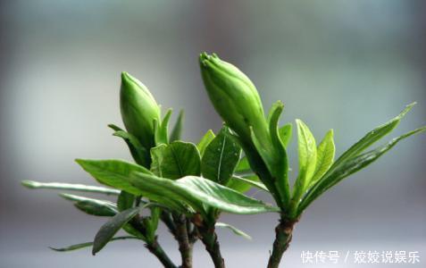养了20年的栀子花，还能满枝开花，赶快来瞧瞧如何做到的！