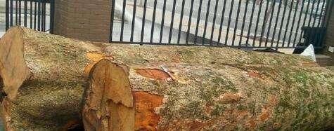 值钱|为什么金丝楠木,比“黄金”还要值钱切开后瞬间就明白了