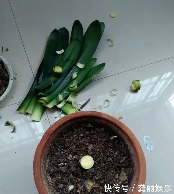 吊兰|黄叶快死的五种花卉,狠狠给它剪秃了,过几天呼呼长出一大堆