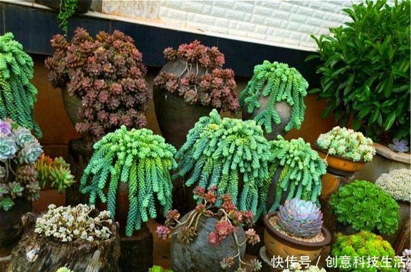1种多肉,特容易长出“瀑布老桩”,养3年就“溢满盆”,别错过!