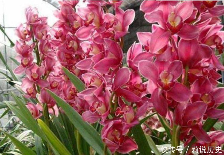 家养几款花卉,花大色艳胜玫瑰,花型圆滚惹人爱,优雅迷人