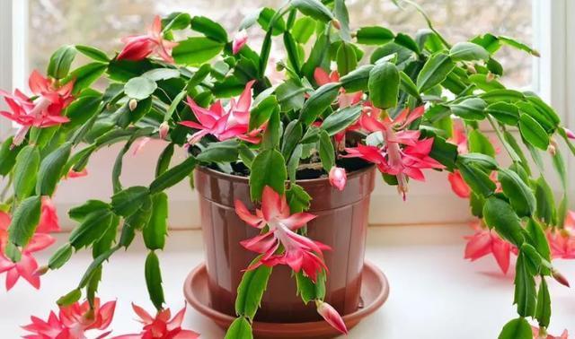 开花期|养殖蟹爪兰,做好4点,冬日开花叶子比花多