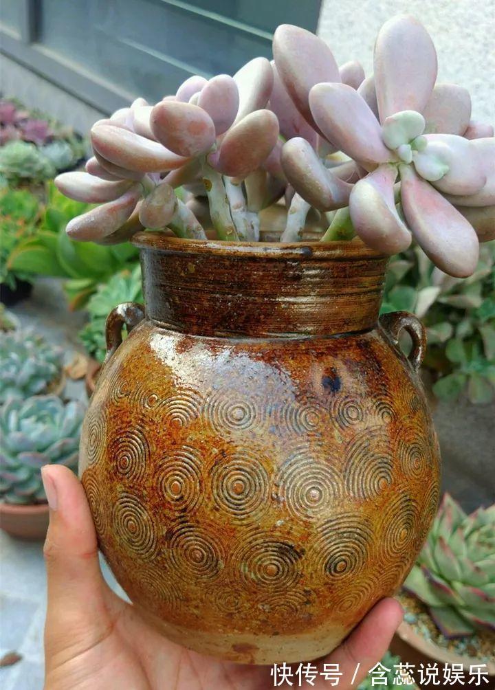 坛子|他用菜坛子种多肉,1分不花,呼呼长成“大米饭”!