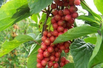 补脾益气|会吃的人更健康，3种食物离不开，补脾益气，清热排毒，好吃不贵