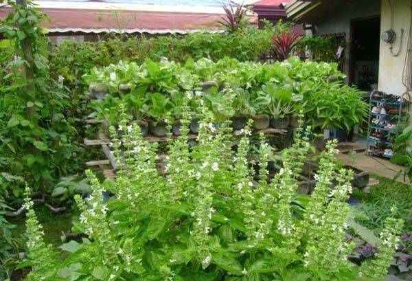 浇水|太神奇了！她在塑料瓶里种蔬菜，一年都吃不完！