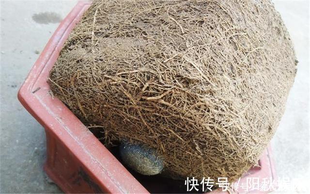 制作高价值的盆景,炼根是关键,看看怎么炼