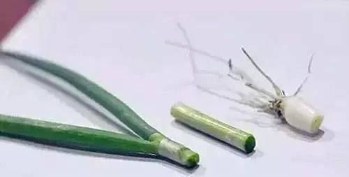 功效|小小一根葱,竟然有这么多功效!真是太神奇了~