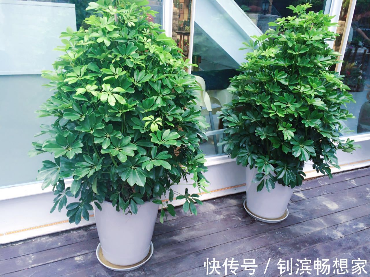 5种“丑花”,寓意却大,富贵又威武,再丑也要养一盆