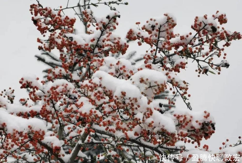 实在|贵州旅游｜贵州下雪啦！这些雪景图实在太美了！你那边下雪没？