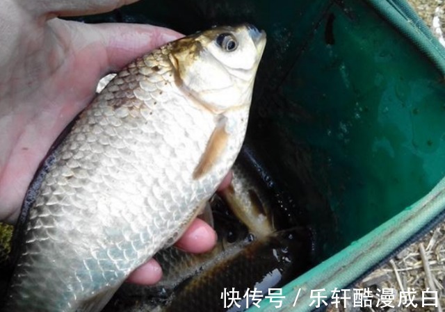 三九天外出钓鱼，怎样才能鱼获满满主要还是看时机