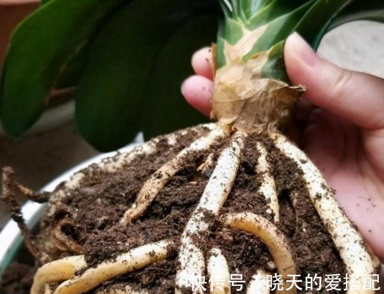 秋凉|8月前后,盆栽君子兰切记这些,不然秋凉植株难开花