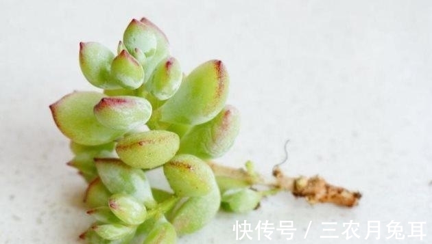 基质|多肉植物达摩福娘的扦插繁殖方法