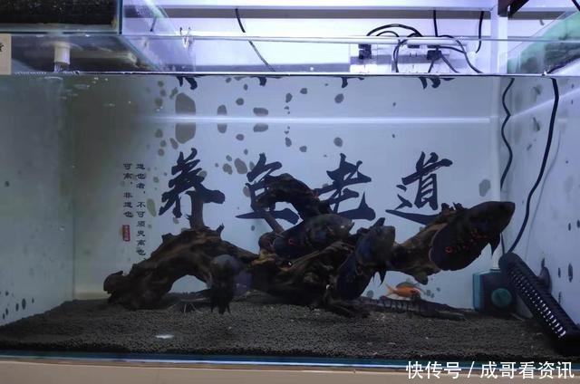 不行|为什么迷你鹦鹉鱼成为公认的爆缸冠军,而其他观赏鱼就不行