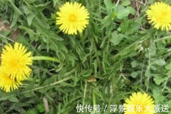 金银花|蒲公英和它“天生一对”,早晚坚持喝,养肝排毒,人也变年轻了