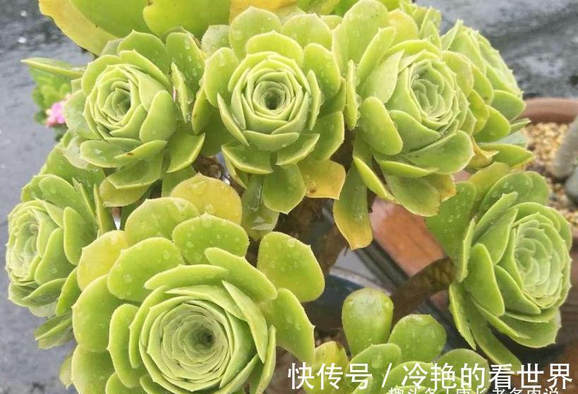 法师|多肉八尺镜和绿羊绒法师,一个叶片平滑如镜,一个聚拢后形似玫瑰