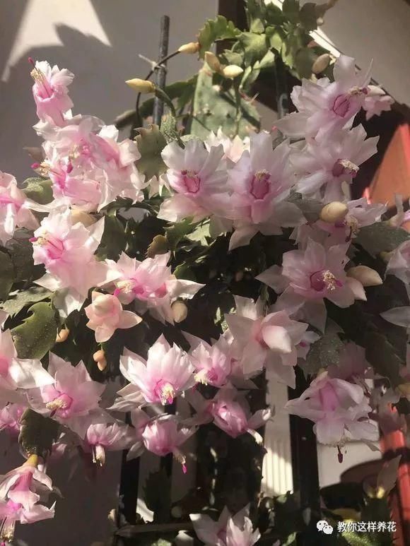 老花匠|老花匠:扔4种“东西”,就是扔钱,比花肥还好用,不花钱!