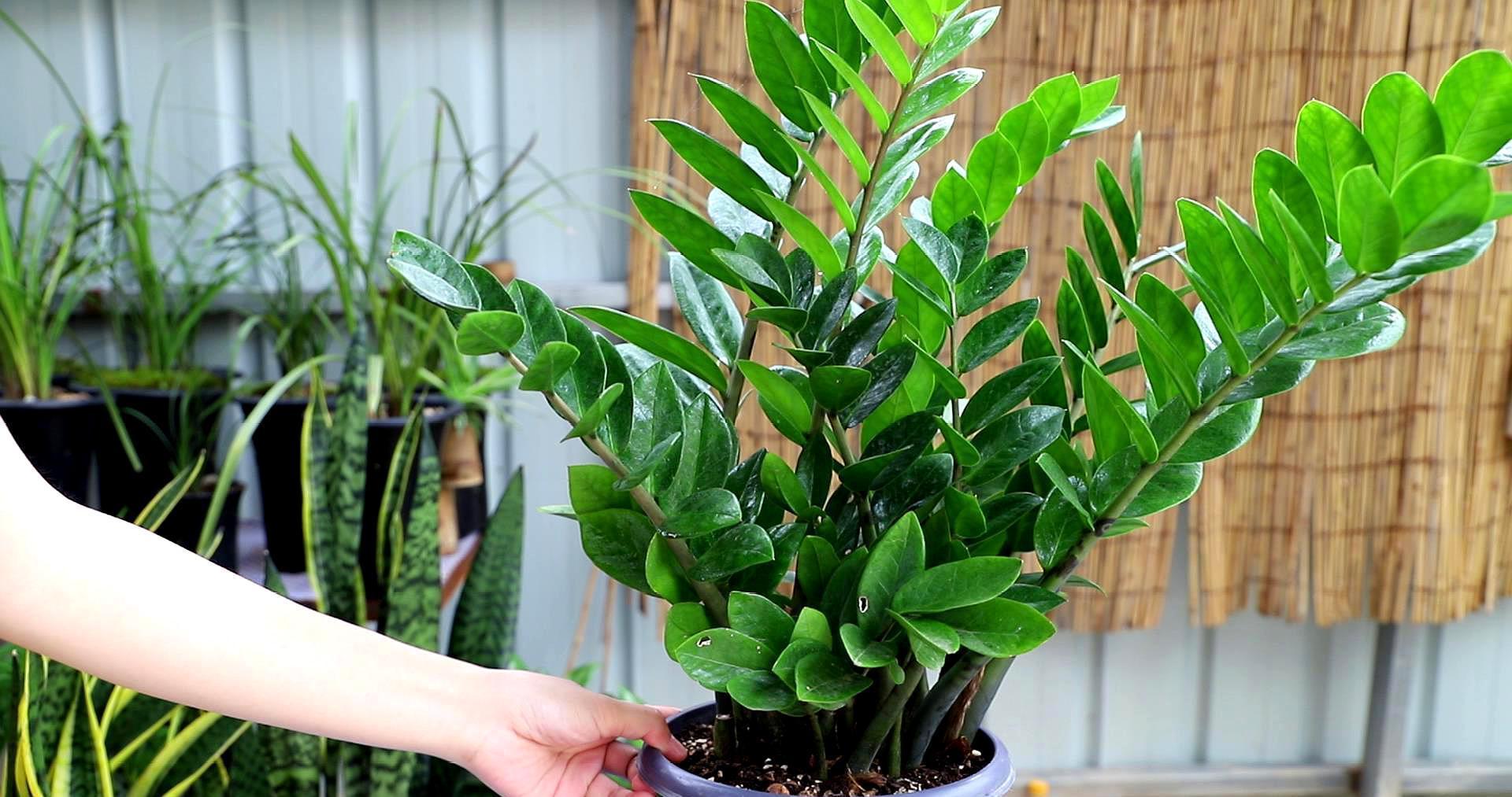 金钱树|金钱树冬天怎么养?2个重点要了解,避免黄叶掉叶,茎杆黑腐