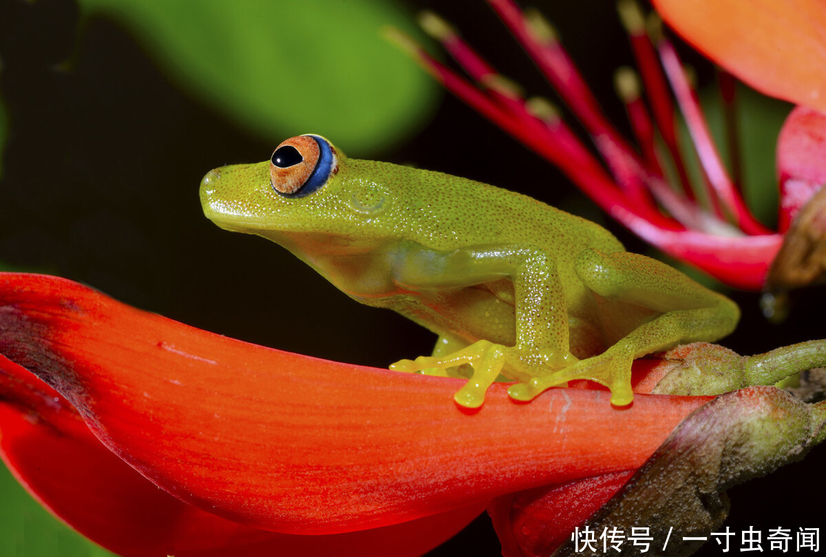  五脏六腑|精雕玉琢知汝心，五脏六腑能一览无余的玻璃蛙，却是动物界好父母