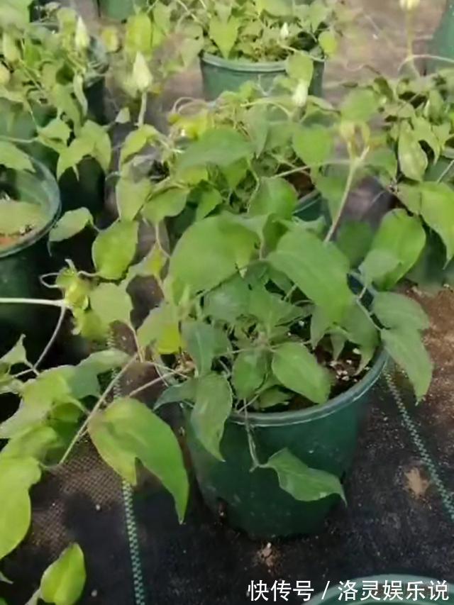 花中皇后|花园三宝中，月季和铁线莲是黄金搭档，怎么配都美！