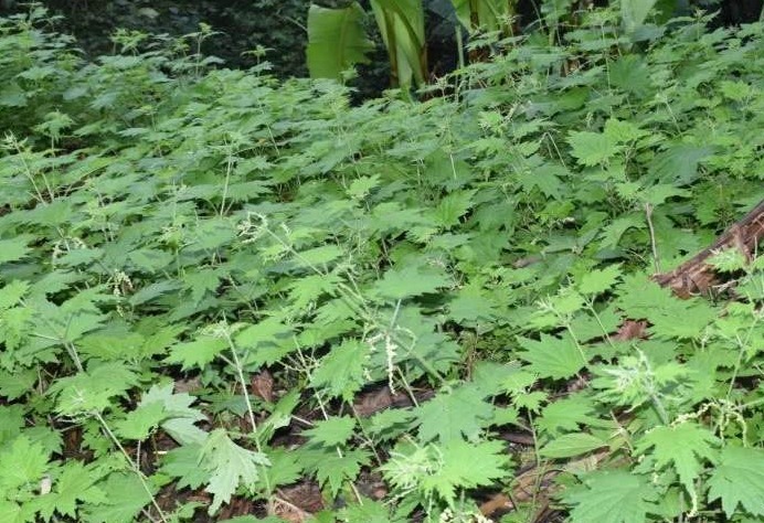 腺体|农村有一种草叫咬人草,跟活辣子一样,但是对风湿和高血压很管用