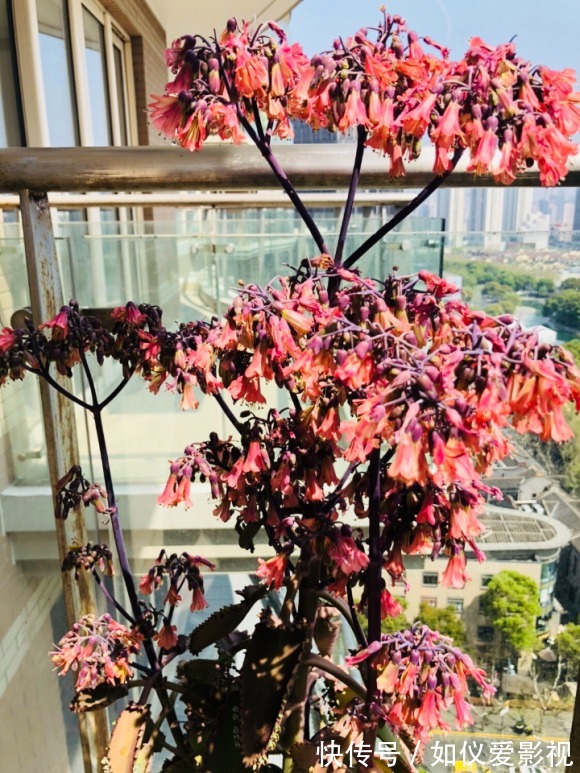 这花太能生崽，恨不得用脚踩，结果越踩长得越多！