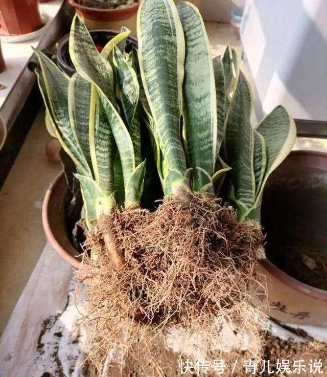 扦插虎皮兰要谨慎,生出一窝“老祖先”,一点也不好看