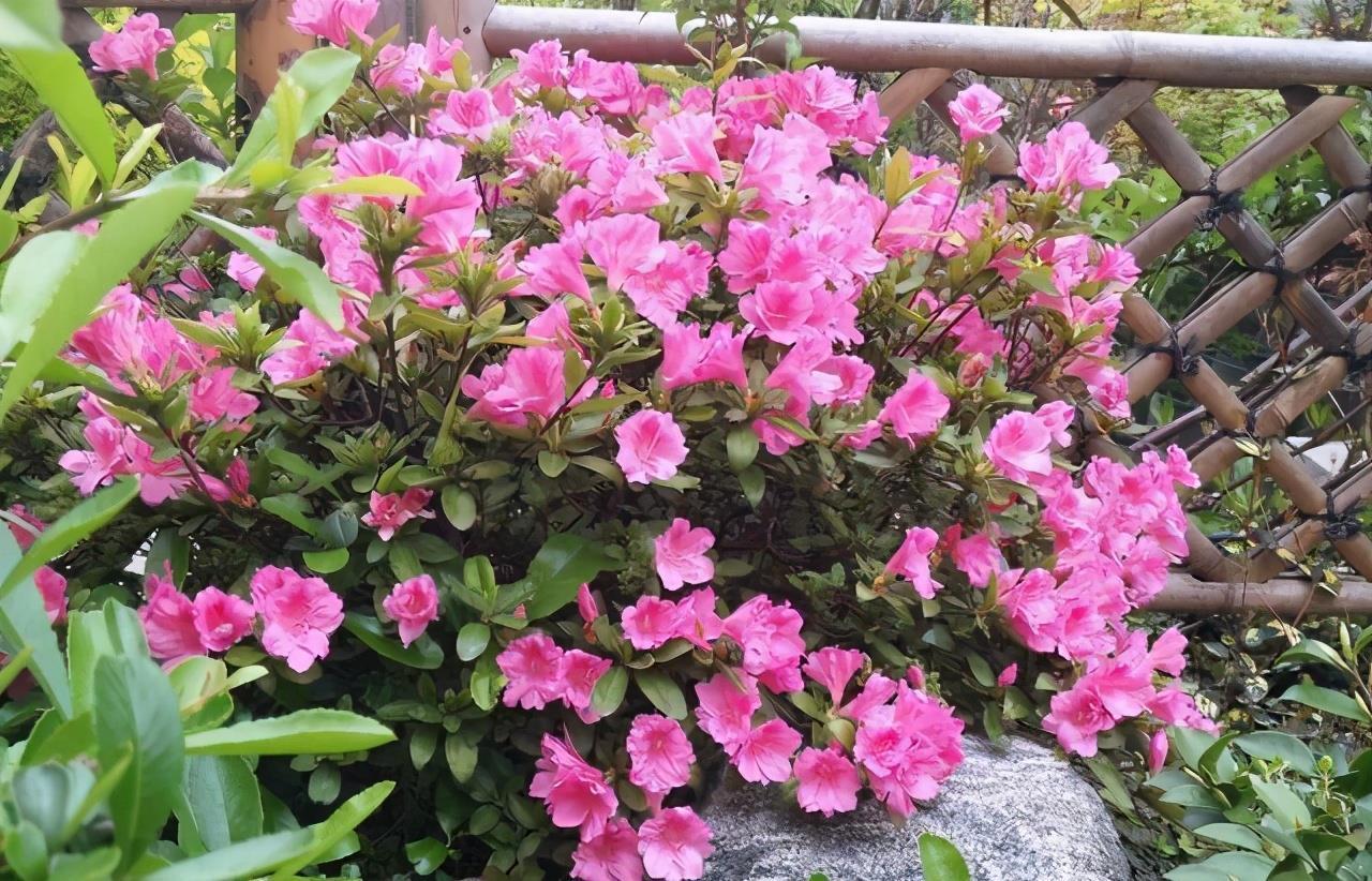 庭院里养“四种花”，漂亮大气又好养，三季有花四季有景