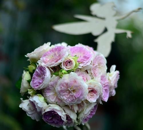 香气|最受欢迎的3种花,开花几个月,香气浓郁,漂亮喜庆,是盆栽佳品