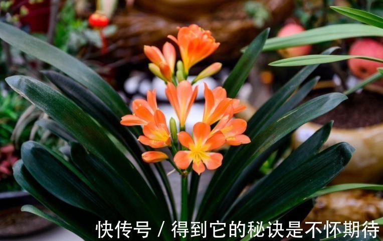 光合作用|君子兰进入生长期,春天做好“3足”,新叶长得多,整齐又油亮