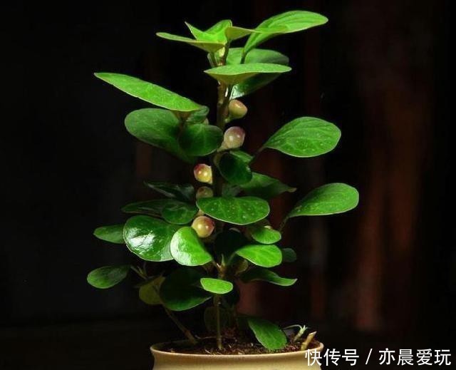 人到中年养这种“佛系花”,一叶一果实,一花一菩提,漂亮又好养